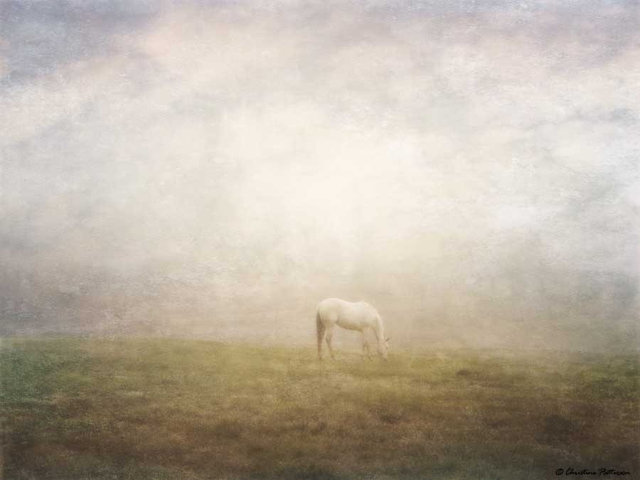 Horse in the mist, photo-impressionism