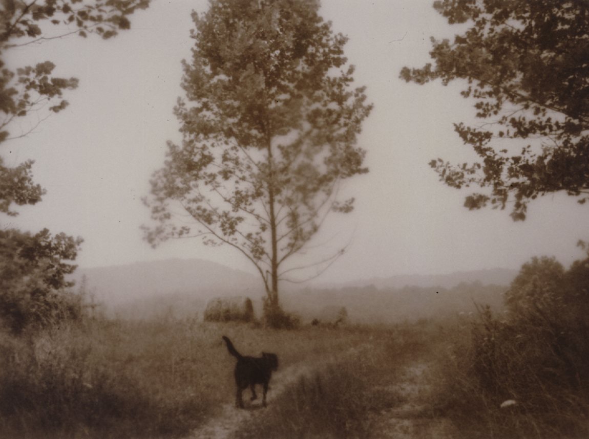 Landscape with dog, photo-impressionism