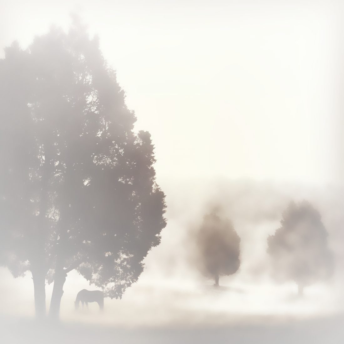 Misty tree, photo-impressionism